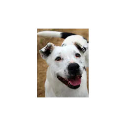 Animal photograph published by Carroll County Humane Society