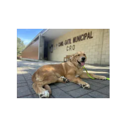 Animal shelter photograph from the official Guimarães municipal website