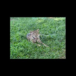 Jaguar Celeste resting in grass at Las Pumas sanctuary