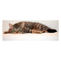 Gato fotografiado en el sitio oficial de CHA’LUT