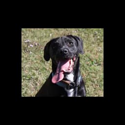 Chien photographié sur la page officielle de protection animale de Claremore