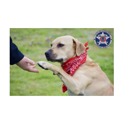 Dog pictured on the Cleburne Animal Services website