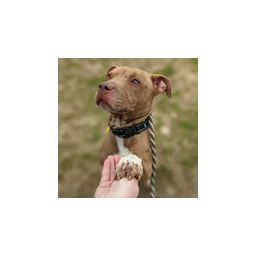 Dog pictured on the official website of Cleveland Animal Care & Control