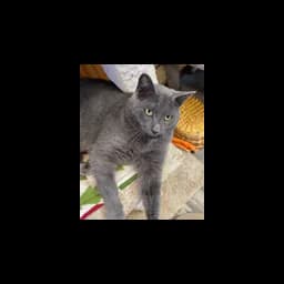 Gray cat photographed on the official CNY SNAP contact page