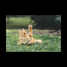 Fotografia ilustrativa de gato usada no site oficial do Columbia Animal Shelter