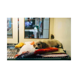 Chien sur un couchage sur la page officielle de Columbus Animal Control