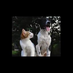 Imagen del sitio oficial de Community Animal Rescue and Adoption (CARA)