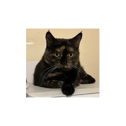 Connecticut Cat Connection logo