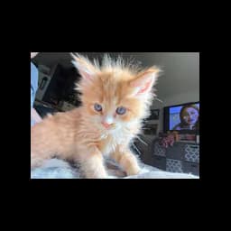 Official Crazy Cat Rescue animal photo
