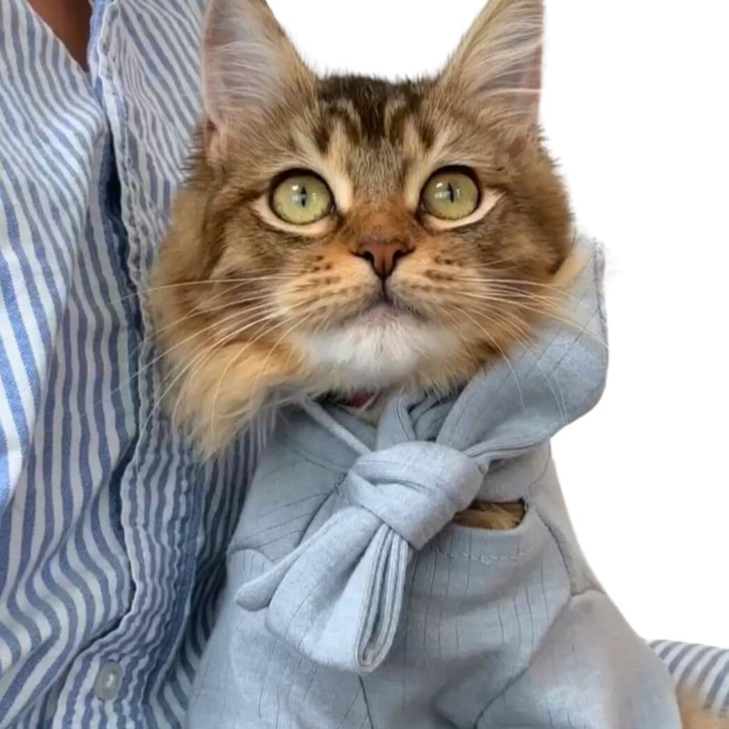 Culture Cat Rescue no diretório AnimalProtech