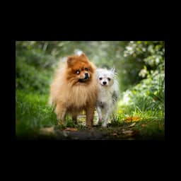 Animal photograph from the official website of Dierenasiel Sint-Hubertus