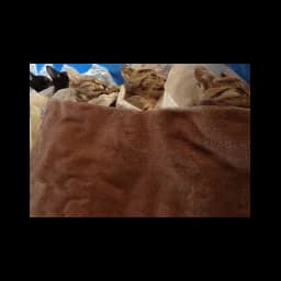 Gatos fotografados no site oficial de Dogster's Spay & Neuter Program (D-SNiP)