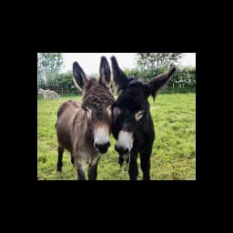 logotipo Donegal Donkey Sanctuary