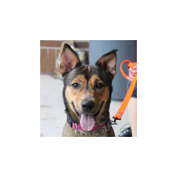 Dog pictured by Downriver Central Animal Control