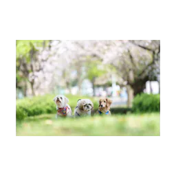 Animal photograph from NPO Famille official website