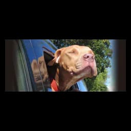 Imagem do site oficial de Forever Homes for Paws