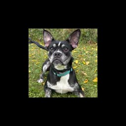 Fort Erie SPCA logo