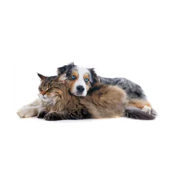 Official FOSMAS representative dog and cat photo
