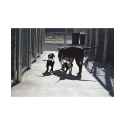 Dogs at Holbrook Animal Shelter in a photograph on the Friends' official website