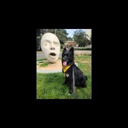 Chien avec une personne sur le site officiel de Friends of Yolo County Animal Services