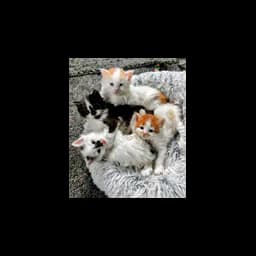 Friendship Animal Protective League logo