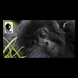 logotipo Gorilla Doctors