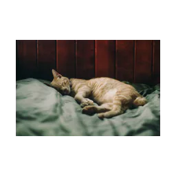 Image provenant du site officiel de Happy Endings No Kill Cat Shelter