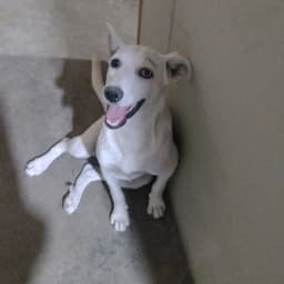 Hednarivera no diretório AnimalProtech