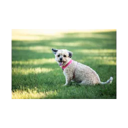 Dog photograph on the official Hickory Creek Animal Services page