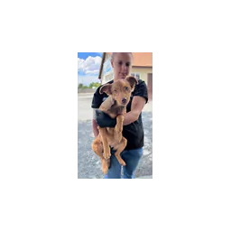 Rescue puppy pictured on High Plateau Humane Society's official blog