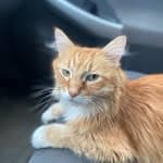 Hobbes Haven no diretório AnimalProtech