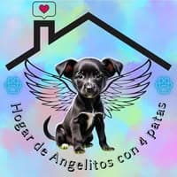 Hogar de Angelitos con 4 patas no diretório AnimalProtech