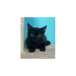 Photo of adoptable cat Tommy on HOPE Animal Shelter’s official website