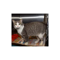 Shelter cat pictured by Hot Springs Animal Services