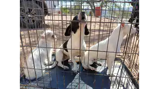 Dogs cared for at the Huellas de Ángel shelter in Empalme