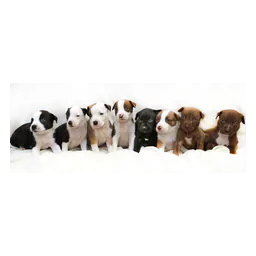 Filhotes de cachorro fotografados no site oficial da Humane Society of Calloway County