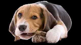 Official profile image for Humane Society of Elmore County