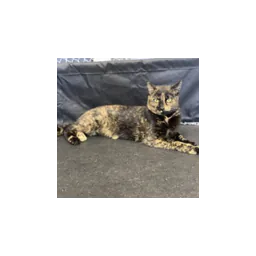 Animal photograph shown on the official Humane Society of Greene County website