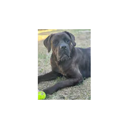 Dog pictured on the official website of Humane Society of Marion County Animal Clinic