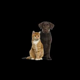 Cat and dog illustration from the Humane Society of Rome official website