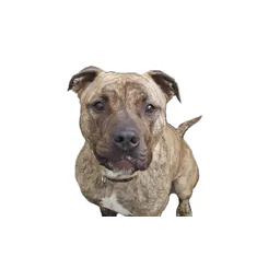 Humane Society of Sandusky County logo