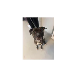 Dawson, chien photographié sur le site officiel de Huntington Cabell Wayne Animal Shelter
