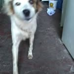 Segunda Chance no diretório AnimalProtech