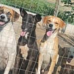 SOS Resgates no diretório AnimalProtech