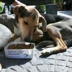 Adotar Faz Parte no diretório AnimalProtech