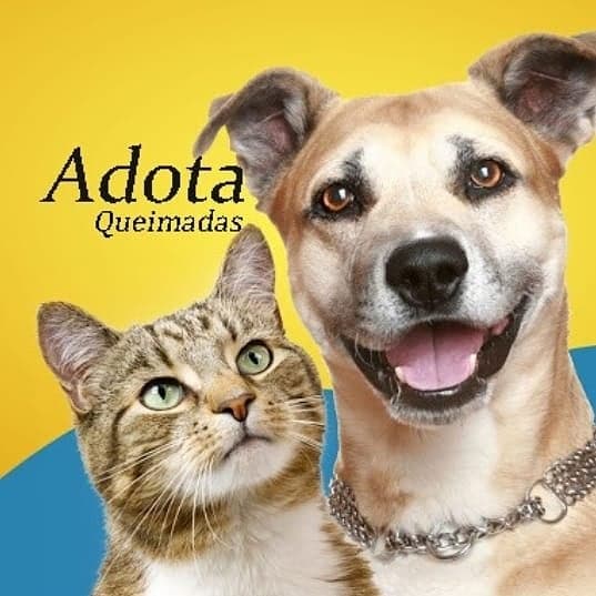 Adota Queimadas no diretório AnimalProtech