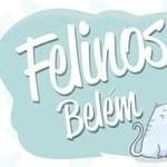 Felinos Belém no diretório AnimalProtech