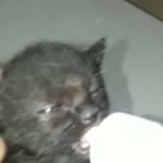 ABG Orfanato de Gatos no diretório AnimalProtech