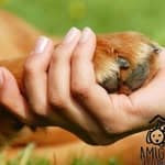 Amigos do Seu Paulo no diretório AnimalProtech