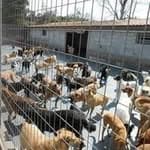Abrigo Wagner Sancovich no diretório AnimalProtech